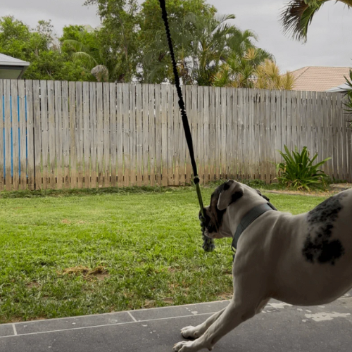 BungeeToy| The Ultimate Tug and Chew Toy for Active Dogs