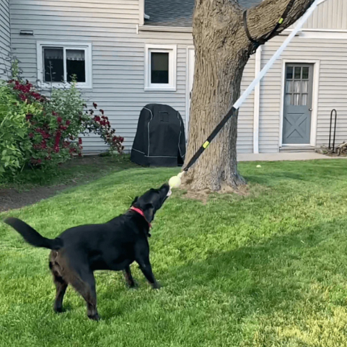 BungeeToy| The Ultimate Tug and Chew Toy for Active Dogs