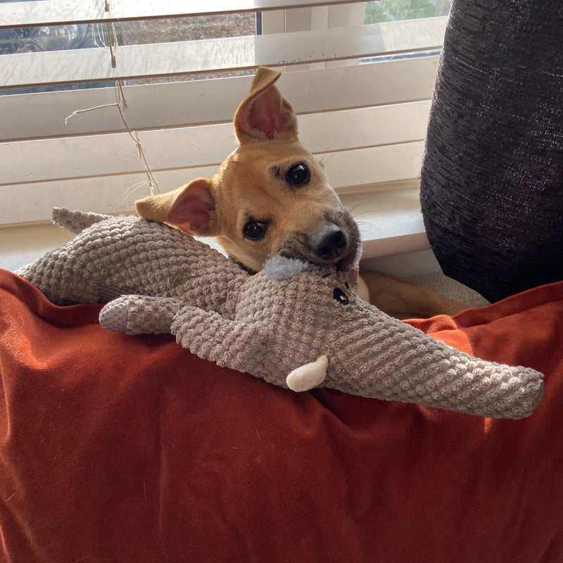 Rakker | Extra strong toy